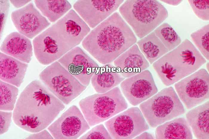 Mitoses dans cellules dilacérées de racine d'Ail x200 - gryphea.com